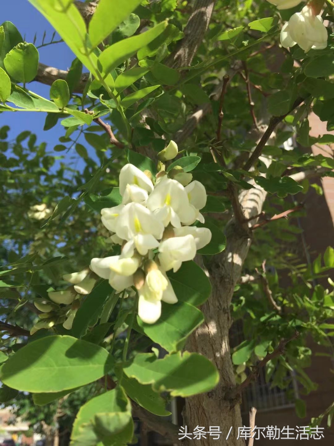 库尔勒绿化带,库尔勒绿化带灌木是什么