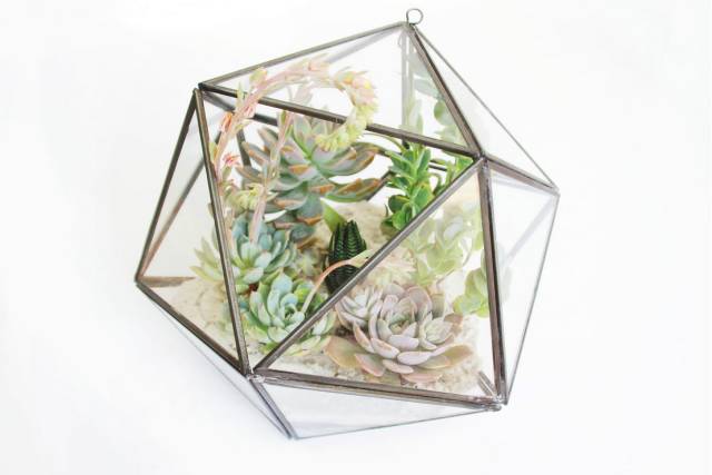 晒伤后的多肉能用芦荟修复吗,多肉从室内搬到室外被晒伤