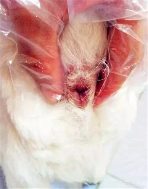 养狗怎么教会排便,养狗宝典如何帮狗狗剪指甲