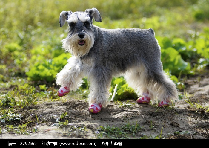 盘点全网最精的狗狗,全网狗狗大合集