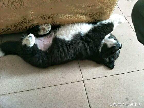 体型小又聪明的串串狗,串串狗的体型为什么比父母大