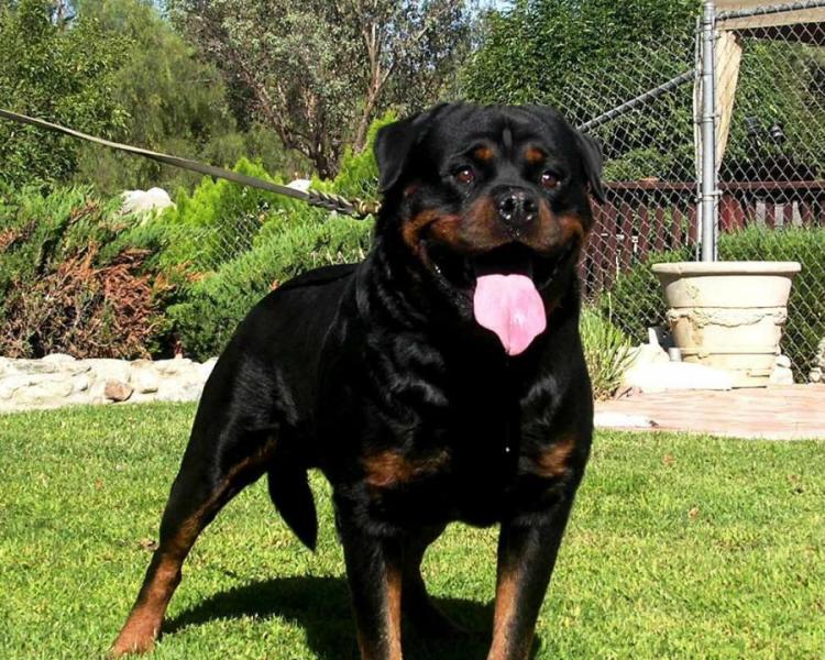 盘点全网最精的狗狗,全网狗狗大合集