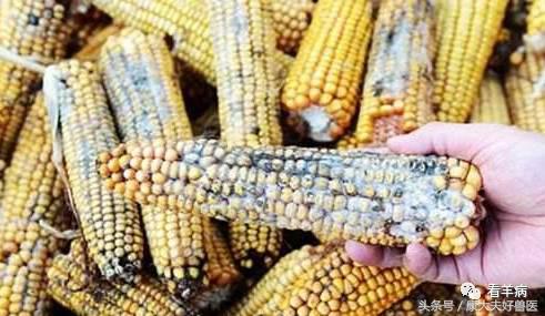 防止羊吃发霉的草料用什么药,羊饲料发霉喂了有什么症状