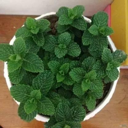 薄荷种子纸巾催芽法,什么时候种薄荷种子最好