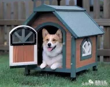 养狗前要学会的八件事,新手养狗怎么给狗狗养成习惯