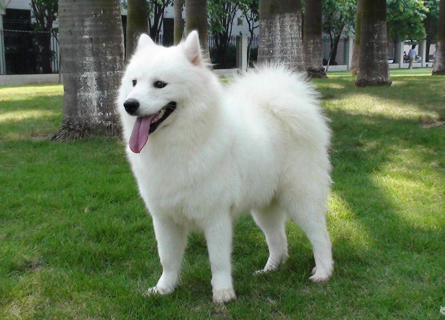 比较贵的狗狗都有哪些,各类狗狗图片品种价格