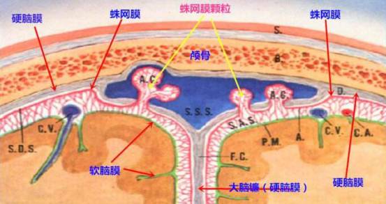 蛛网膜囊肿什么情况下要开颅手术,枕大池蛛网膜囊肿有几种手术方法