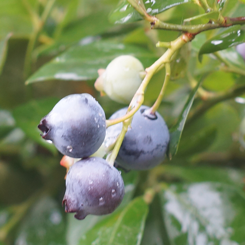 汤臣倍健蓝莓叶黄素防近视,蓝莓原浆对近视有用吗
