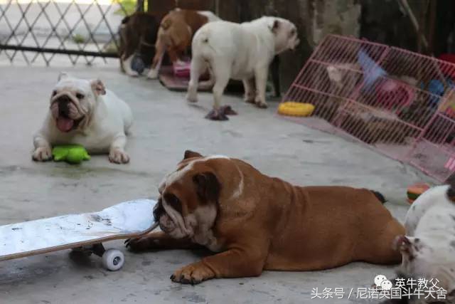 如何用最少的钱买到玛莎拉蒂,如何用最少的钱买一只猫