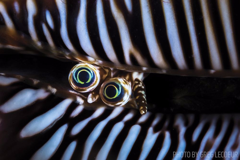 鎽勫奖鐪肩潧鑱氱劍,鐪肩潧鎷嶇殑鐓х墖鍜岀浉鏈烘媿鐓х殑鎰忎箟