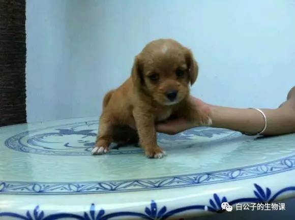 天冷怎么护理狗宝宝,天气冷了狗宝宝应该怎么养