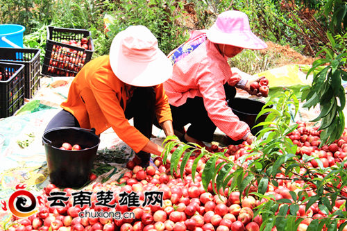 牟定安乐乡的山坡上有片“红果果”