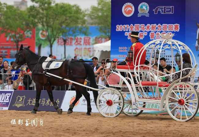 马术耐力赛100公里,马术耐力赛蒙古马