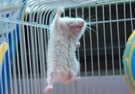 仓鼠骨折怎么养好得快,仓鼠骨折了怎么救助