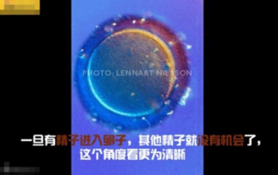 真实拍摄人类胚胎发育过程,10张图带你了解孕育全过程