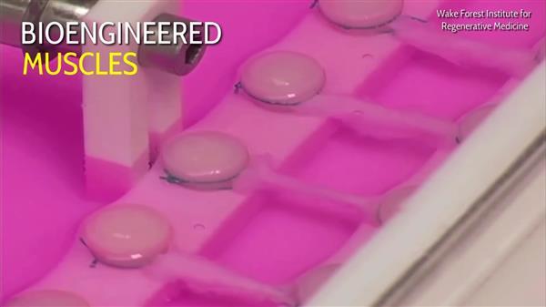 生物3d打印,3d打印生物的视频