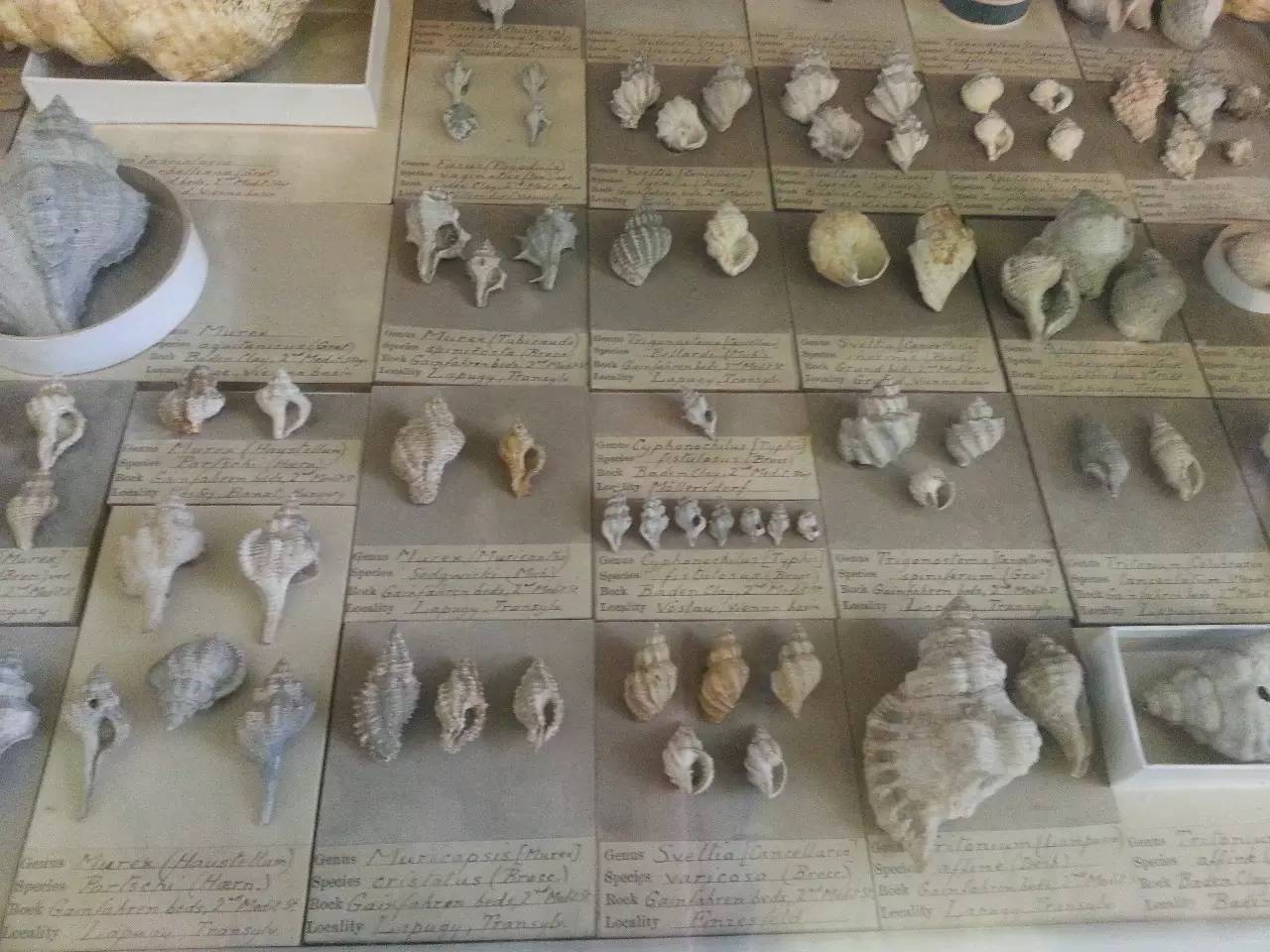 塞奇威克地球科学博物馆,塞奇威克