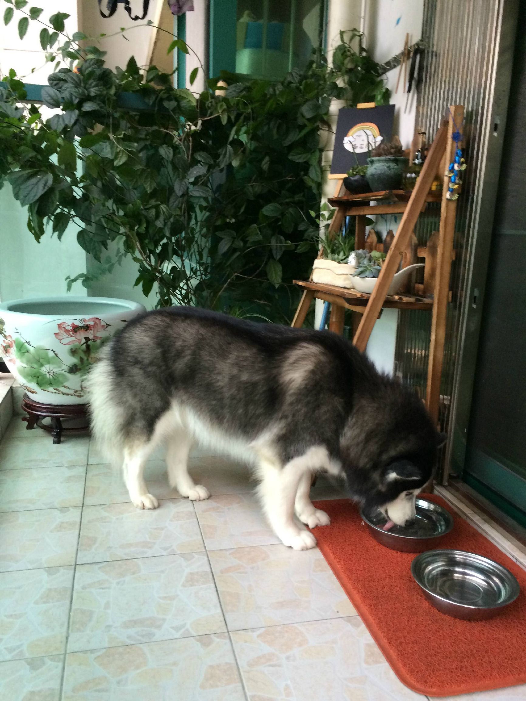 二哈偷吃被揍,二哈偷吃被卡住