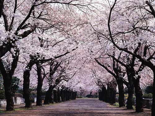想去看樱花图片,想看樱花开了图片