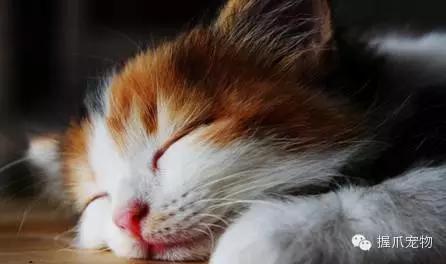 孕妇不能养什么,家里有孕妇可以养宠物吗