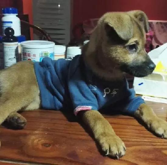 上海宠物领养阿拉斯加,上海宠物领养活动