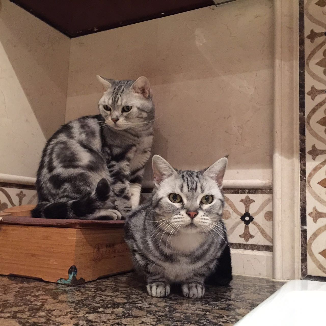 我们和演艺圈最会养猫、码字，知乎最会演戏的段子手聊了聊