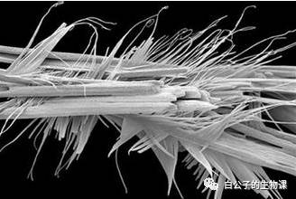 300倍显微镜能观察什么,什么东西可以通过显微镜来观察