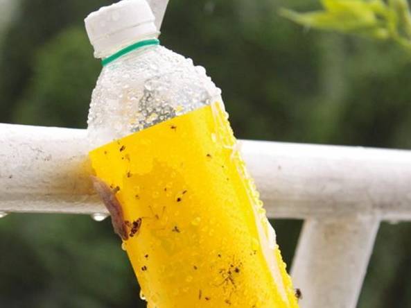 阳台种菜飞虫怎么去除无毒无害,阳台种菜有很多小飞虫杀虫剂