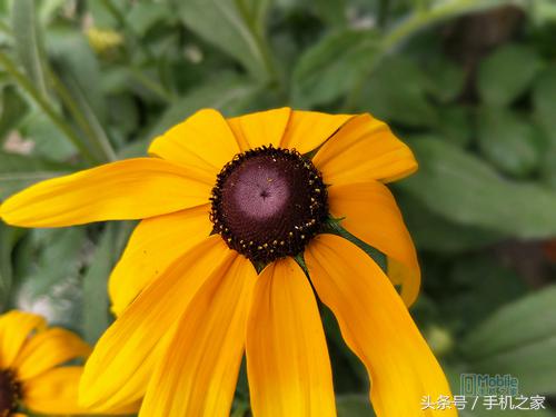 oppor11详细测评,oppor11优缺点详细评测