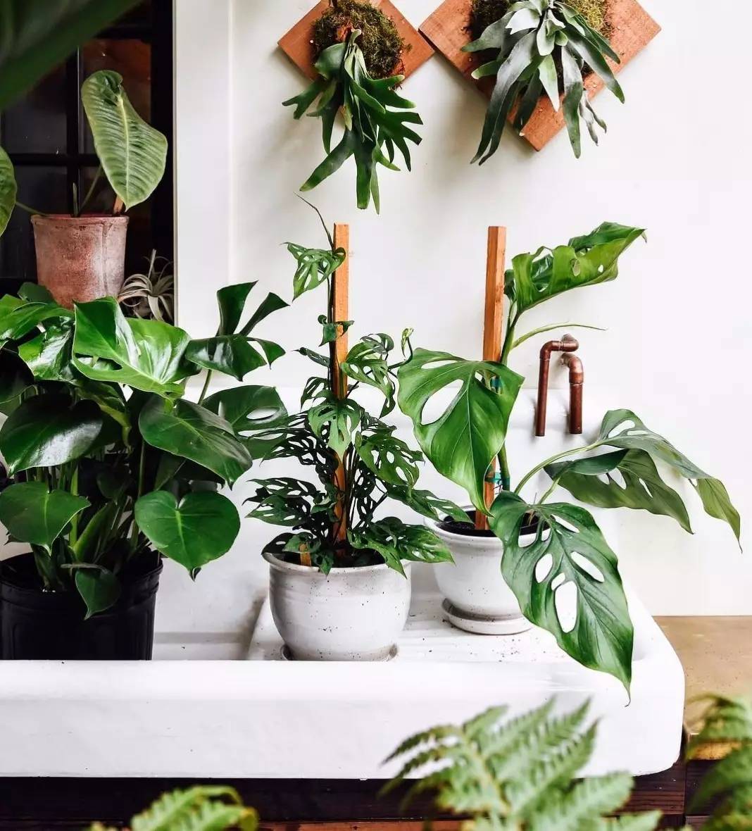 卖的最好的植物店,植物店能买到哪些植物