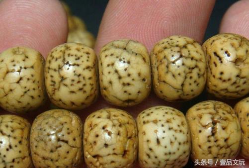 星月菩提是怎么分辨真假的,星月菩提真的怎么鉴别