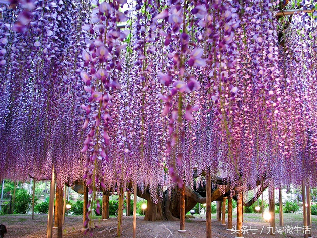 日本最大一棵紫藤图片,最好看的日本紫藤