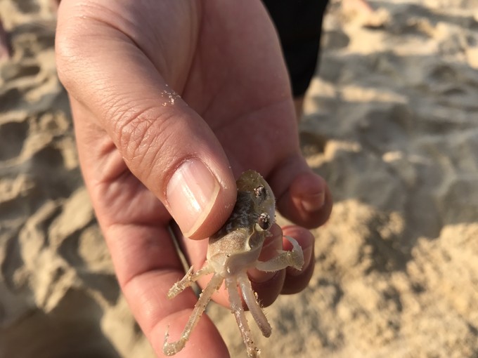 带着二宝出去走走,一拖二带娃三亚旅游攻略