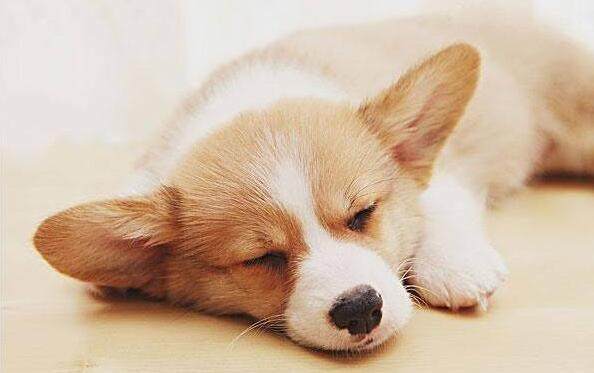 宠物市场狗狗的价格,十种狗狗价格