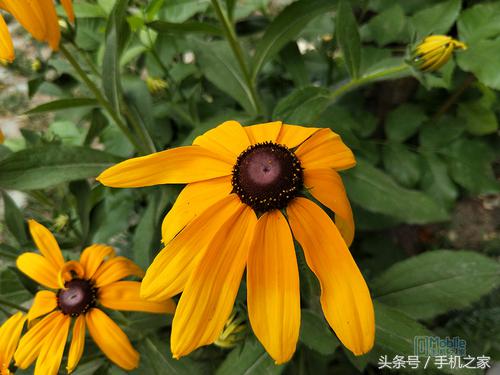 oppor11详细测评,oppor11优缺点详细评测