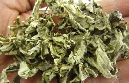 孕妇被蚊子咬不敢点蚊香怎么办,孕妇被蚊虫叮咬能用橄榄油吗