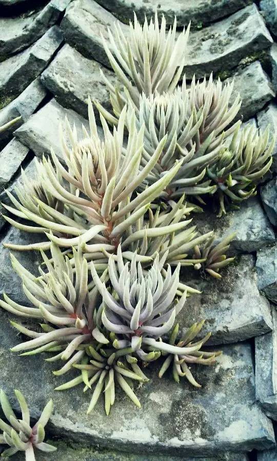 农村瓦房顶上常见多肉 (房顶上都是多肉视频)