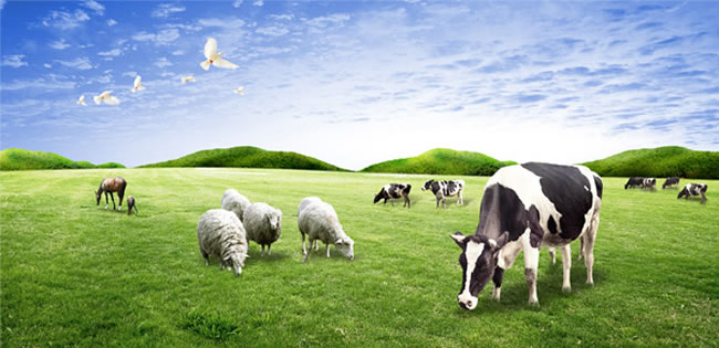 最受欢迎的国外奶粉品牌,美国的什么牌子的奶粉好