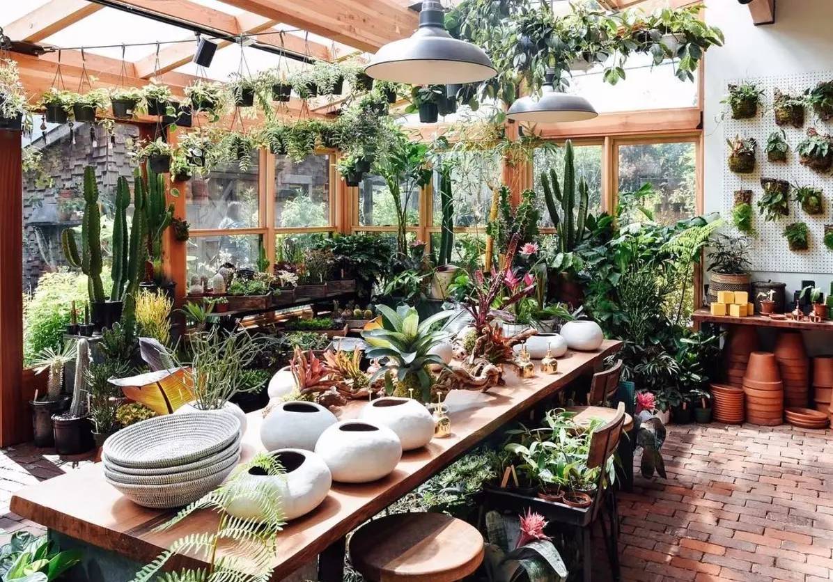 卖的最好的植物店,植物店能买到哪些植物