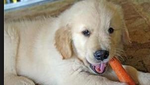 金毛抛弃主人的表现,金毛突然对着主人吼叫原因