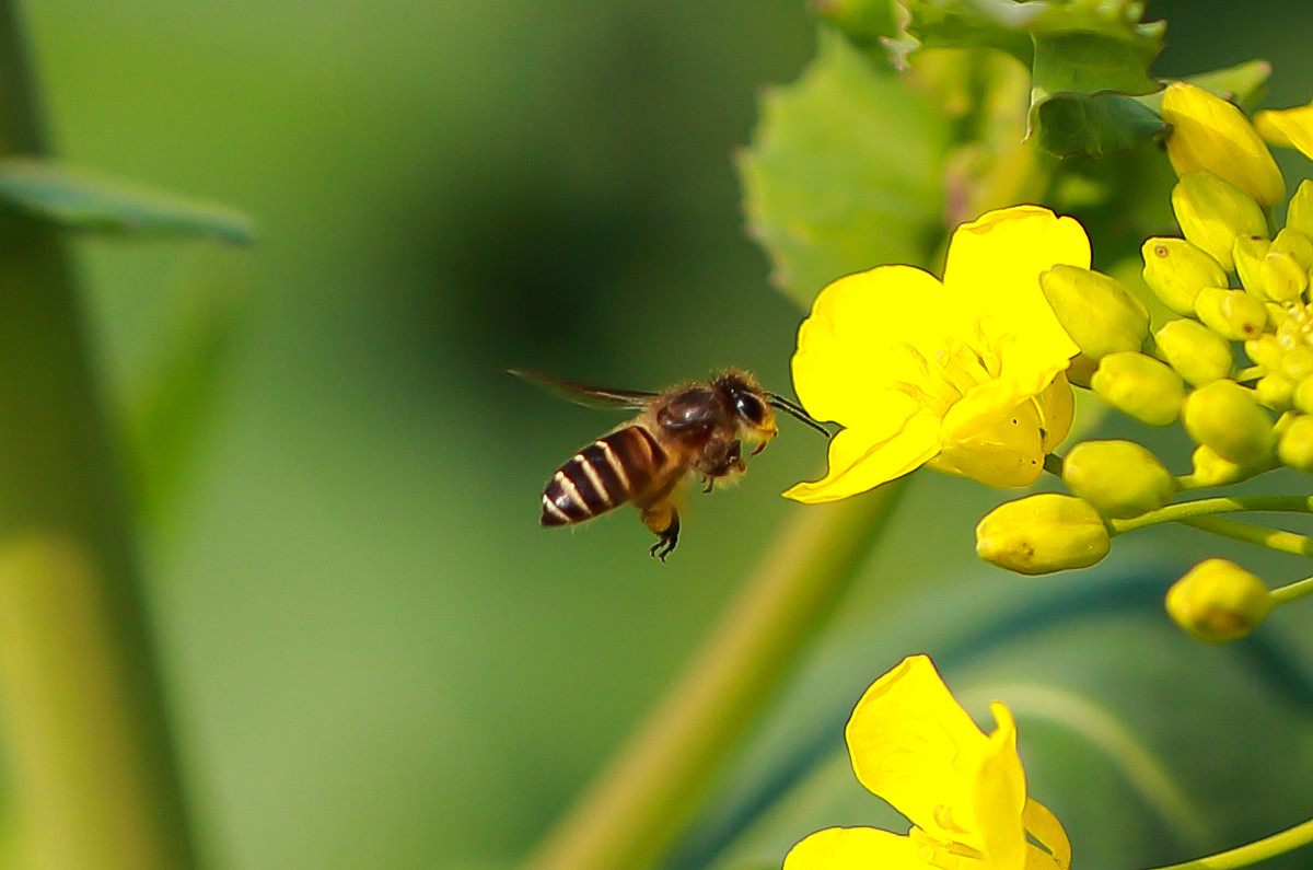 被蜜蜂蛰了该怎么处理比较好,被蜜蜂蛰了如何正确处理