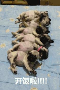 你做好巴哥犬夏季生活的安排了吗？