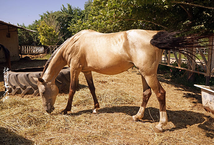 土库曼斯坦血统最纯的汗血宝马,土库曼斯坦最顶级汗血宝马