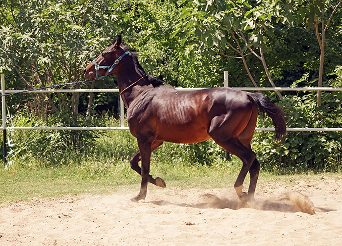 土库曼斯坦血统最纯的汗血宝马,土库曼斯坦最顶级汗血宝马