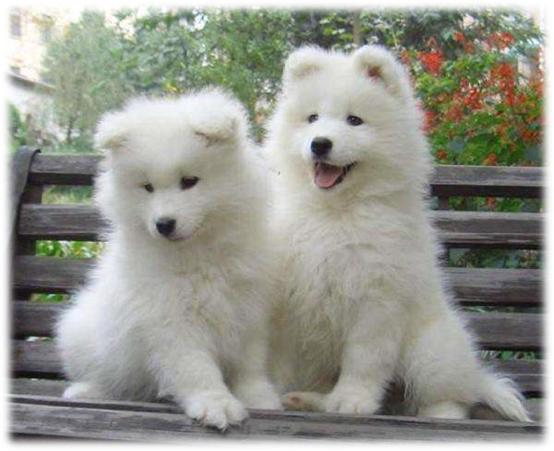 藏獒5000万世界上最贵的宠物吗,为什么世界第一贵狗不是藏獒