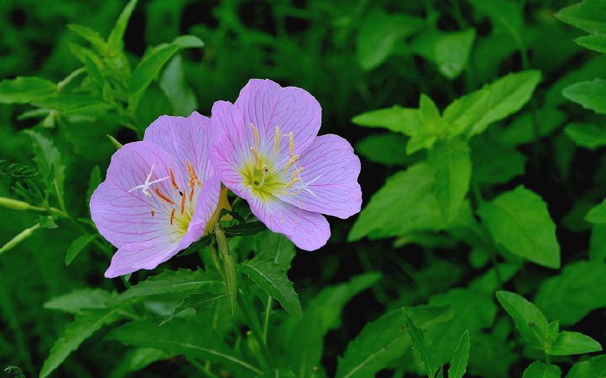 月见草含油量达25.1%含Y~亚麻酸达8.1%，最有开发前景