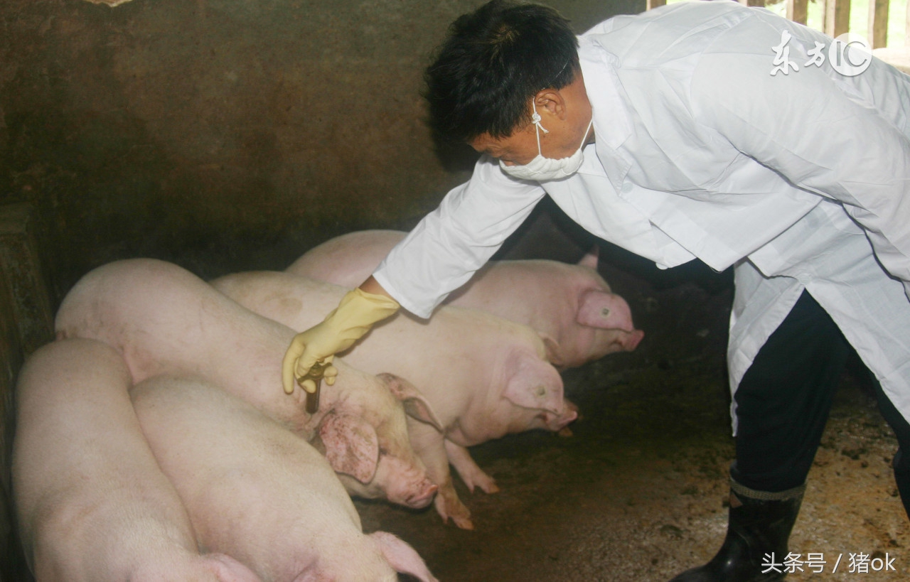 中草药防治猪病书,常见猪病用药的5组秘方