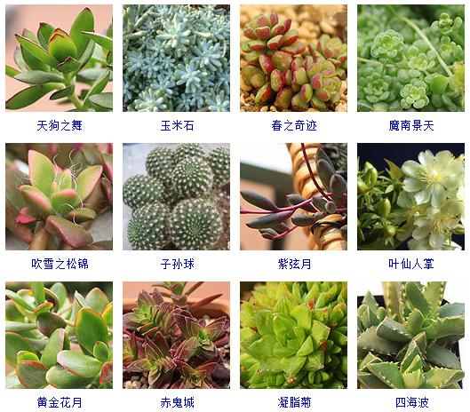 适合阳台养的多肉植物有哪些,100种常用多肉植物
