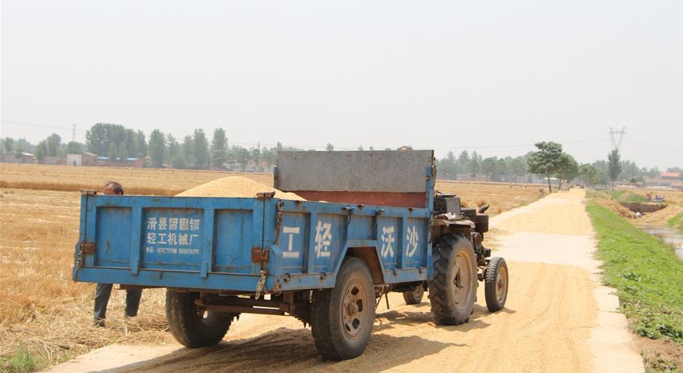 纵横田间，麦收不将就，这款山东“壮汉”收割机就是猛