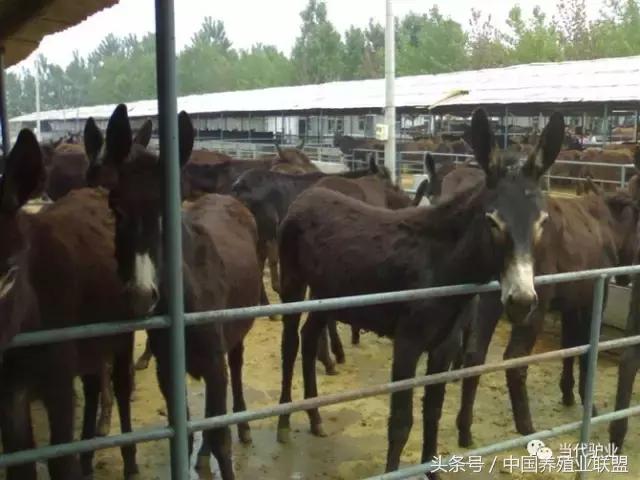 养驴驴舍怎么建,养驴的圈舍怎么建设
